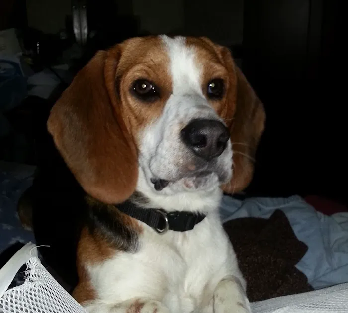 Banks Animal Hospital Picture 8