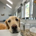 Oasis Animal Hospital & Emergency Center