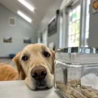 Oasis Animal Hospital & Emergency Center ico
