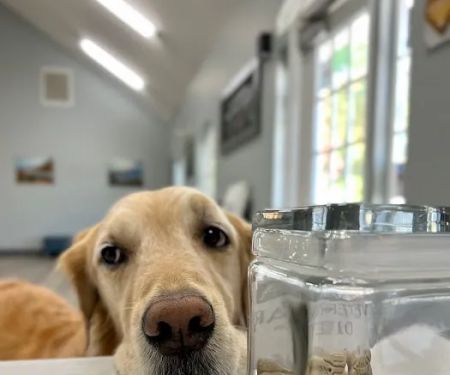 Oasis Animal Hospital & Emergency Center