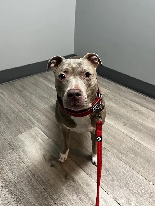 Oasis Animal Hospital & Emergency Center Picture 7