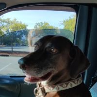 Highlands-Cashiers Animal Clinic ico