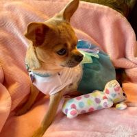 Animal Wellness Hospital of Highlands ico