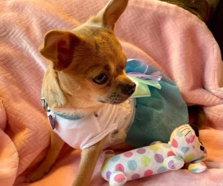 Animal Wellness Hospital of Highlands