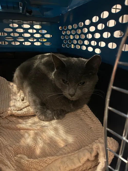 Animal Wellness Hospital of Highlands Picture 9