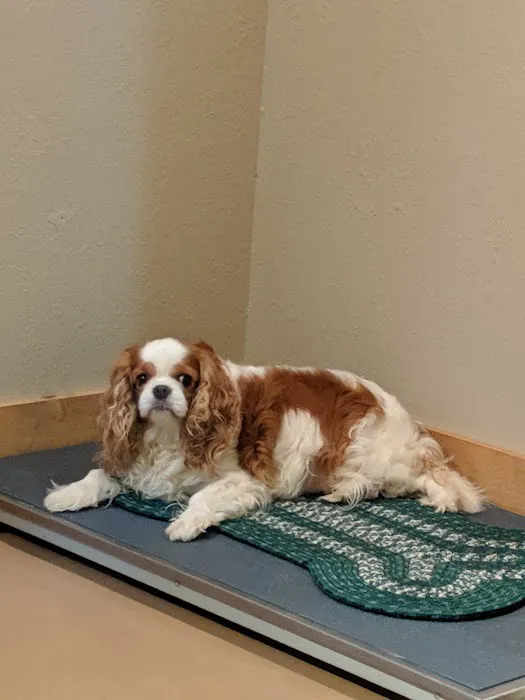 Animal House Veterinary Clinic Picture 5