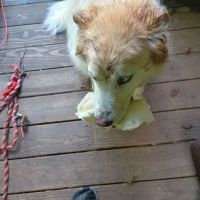 Lenzo Animal Hospital ico