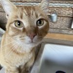 Franklin Veterinary Hospital, PA