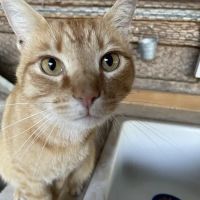 Franklin Veterinary Hospital, PA ico