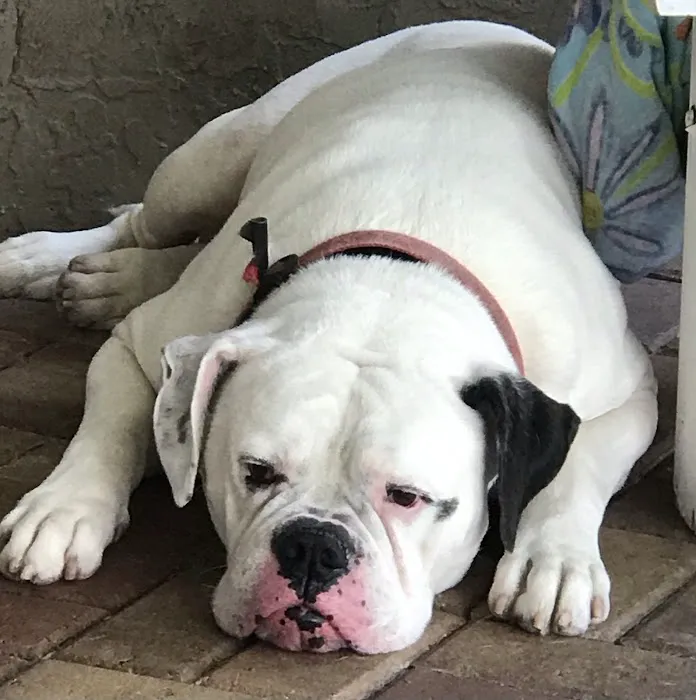 Noah's Ark Companion Animal Hospital Picture 1