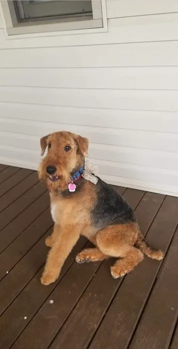 Noah's Ark Companion Animal Hospital Picture 4