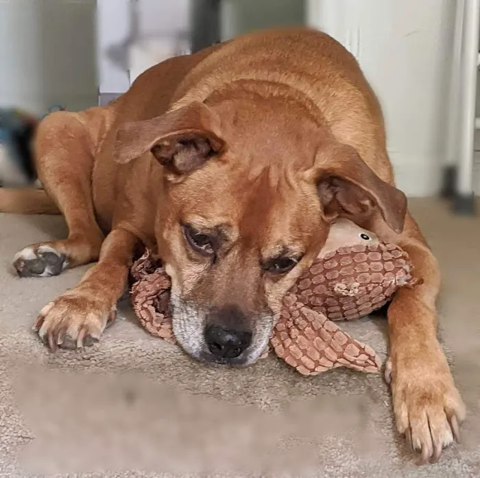 Noah's Ark Companion Animal Hospital Picture 5