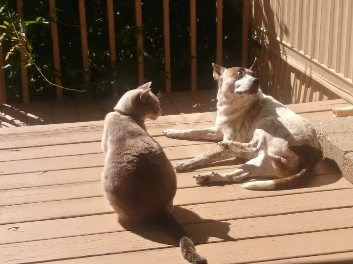 Noah's Ark Companion Animal Hospital Picture 9