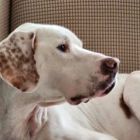 Smoky Mountain Integrated Veterinary Services ico