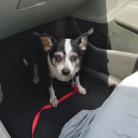 Sylva Animal Hospital ico