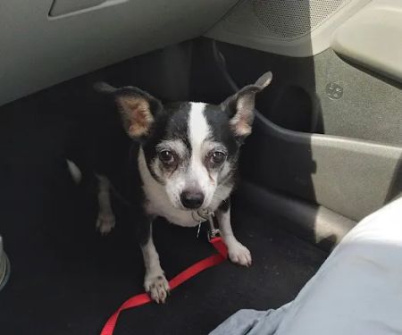 Sylva Animal Hospital