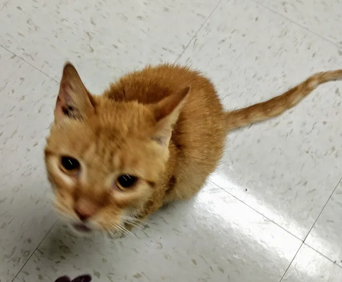 Sylva Animal Hospital Picture 3