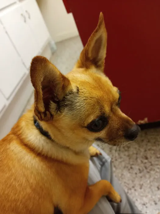 Wallace Animal Hospital Picture 2