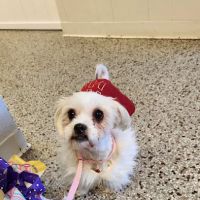 Wallace Animal Hospital ico
