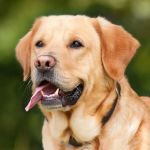 Veterinary Medical Clinic
