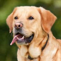 Veterinary Medical Clinic ico
