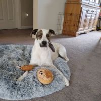 Tram Road Animal Hospital ico