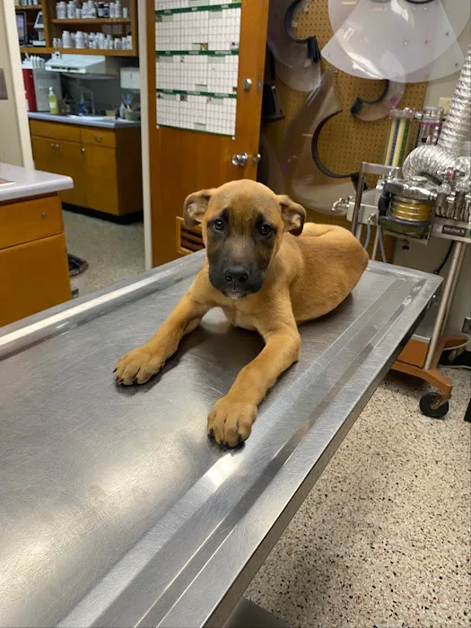 Caring Hands Animal Hospital Picture 1