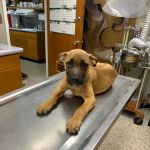 Caring Hands Animal Hospital
