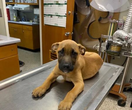 Caring Hands Animal Hospital