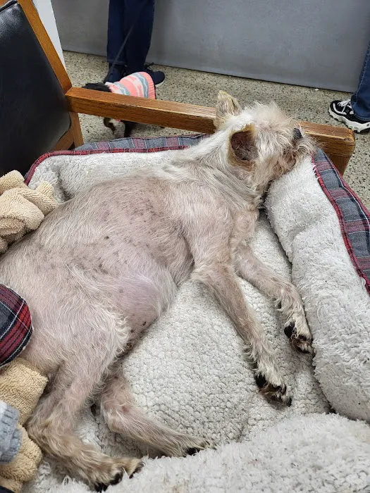 Caring Hands Animal Hospital Picture 7