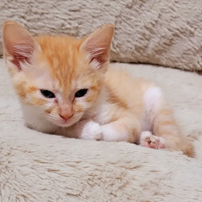 Caring Hands Animal Hospital Picture 10