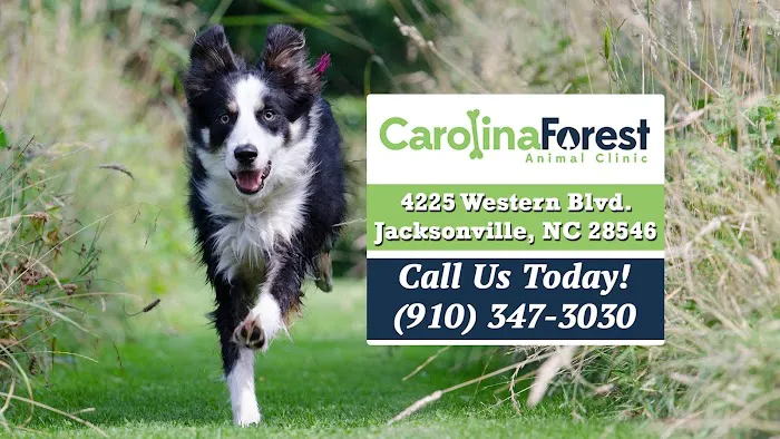 Carolina Forest Animal Clinic Picture 3