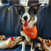 Banfield Pet Hospital ico