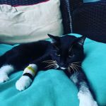 Onslow Animal Hospital
