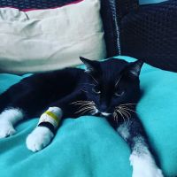 Onslow Animal Hospital ico