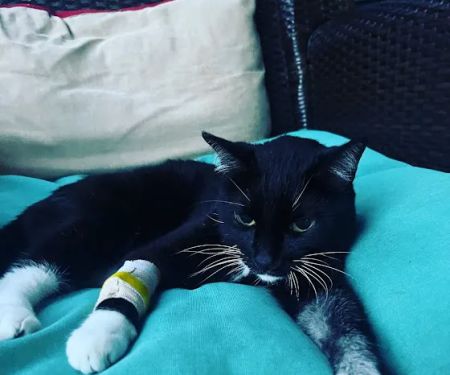 Onslow Animal Hospital