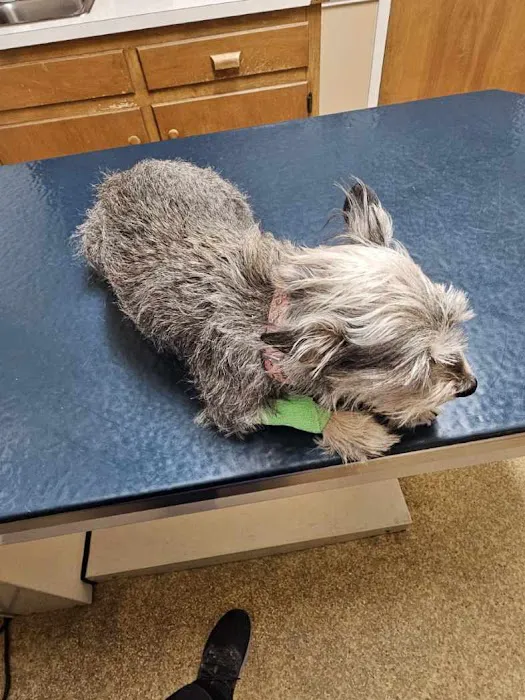 Onslow Animal Hospital Picture 5