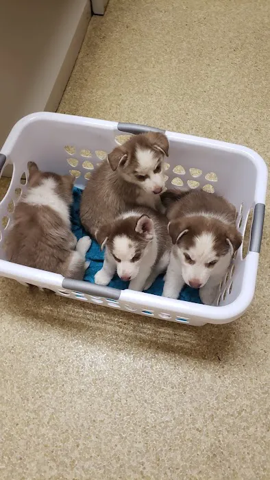 Onslow Animal Hospital Picture 10