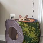 Coastal Cat Clinic