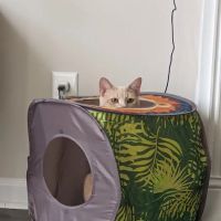 Coastal Cat Clinic ico