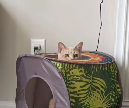 Coastal Cat Clinic