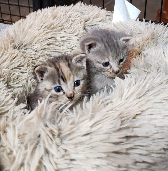Coastal Cat Clinic Picture 4