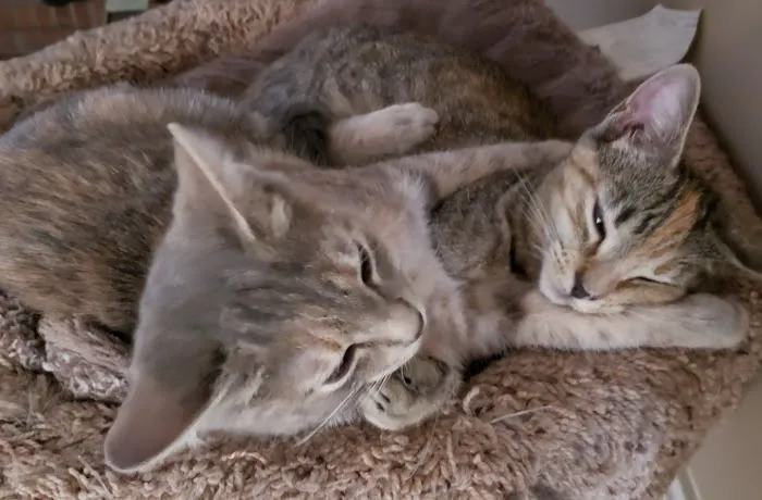 Coastal Cat Clinic Picture 9