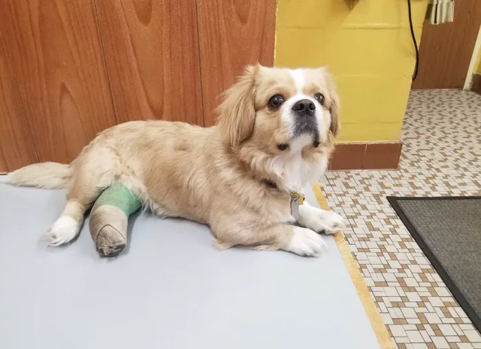 Jacksonville Veterinary Hospital Picture 6