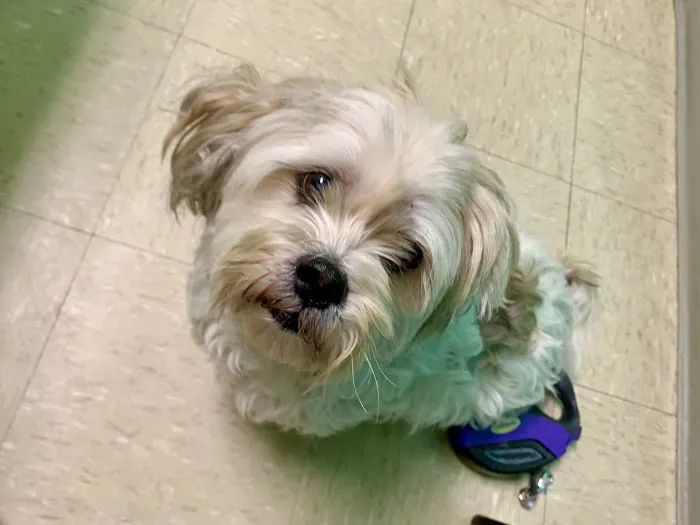 Jacksonville Veterinary Hospital Picture 5