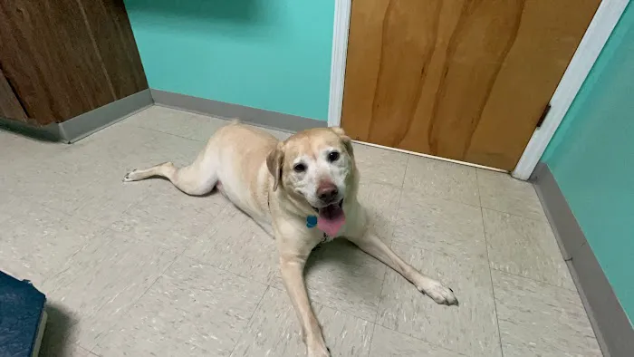 College View Veterinary Clinic Picture 1