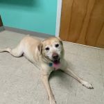 College View Veterinary Clinic