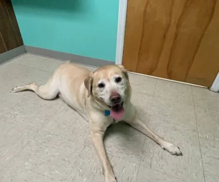 College View Veterinary Clinic