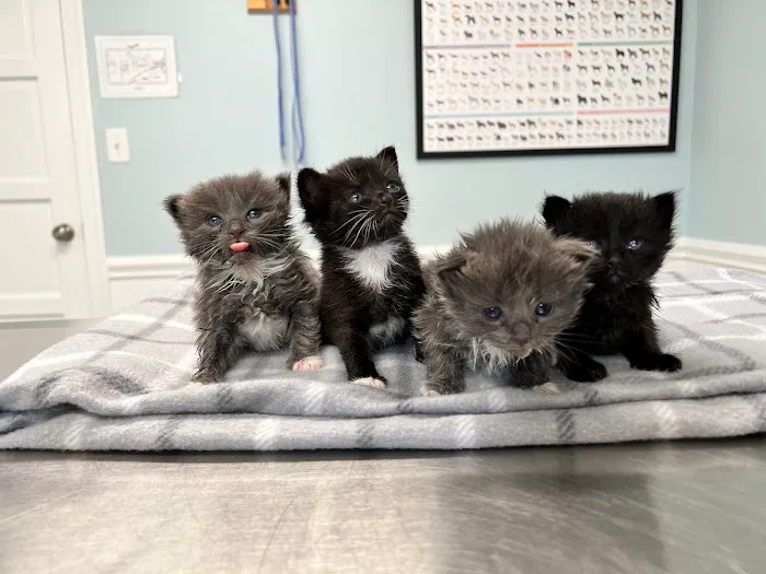 Shoreline Veterinary Hospital Picture 3