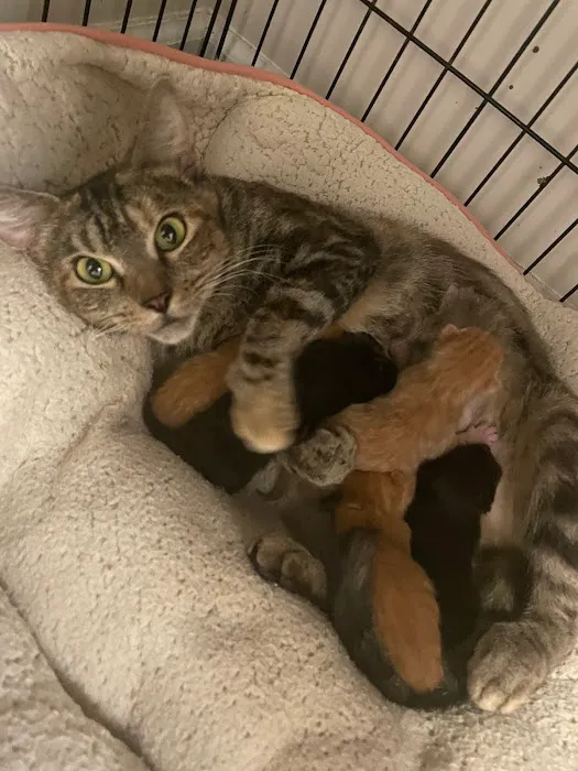 Shoreline Veterinary Hospital Picture 6